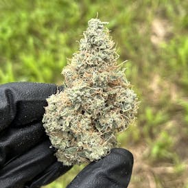 Banana Guava - Maine Craft Cannabis