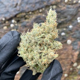 Kiwi - Maine Craft Cannabis