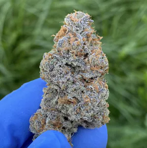 MAINE CRAFT CANNABIS - Sundae Driver | Maine Craft Cannabis