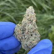 Walkabout | Maine Craft Cannabis