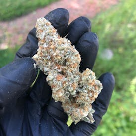 Wizard Punch - Maine Craft Cannabis