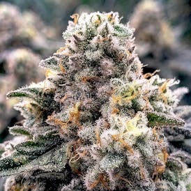 Black Ice