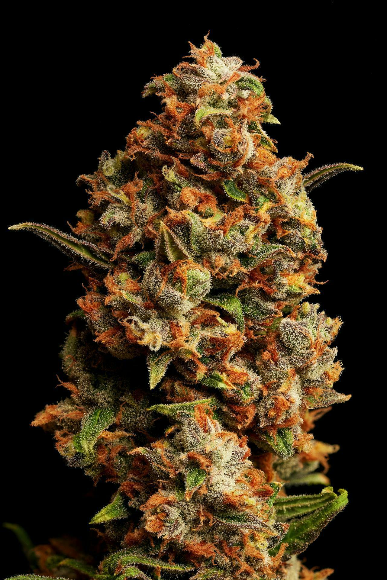 GDF: Flower | B. Hope | 3.5g by Good Day Farm