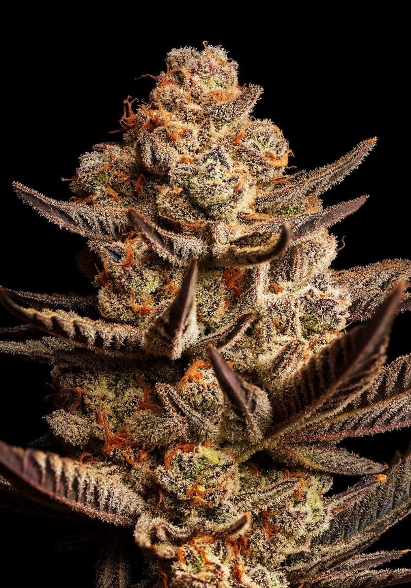 GDF: Flower | Glitter Bomb | 3.5g by Good Day Farm