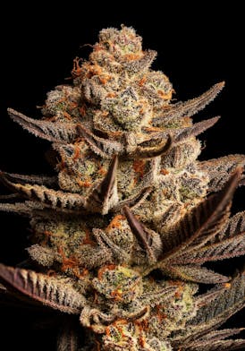 GDF: Flower | Glitter Bomb | 3.5g