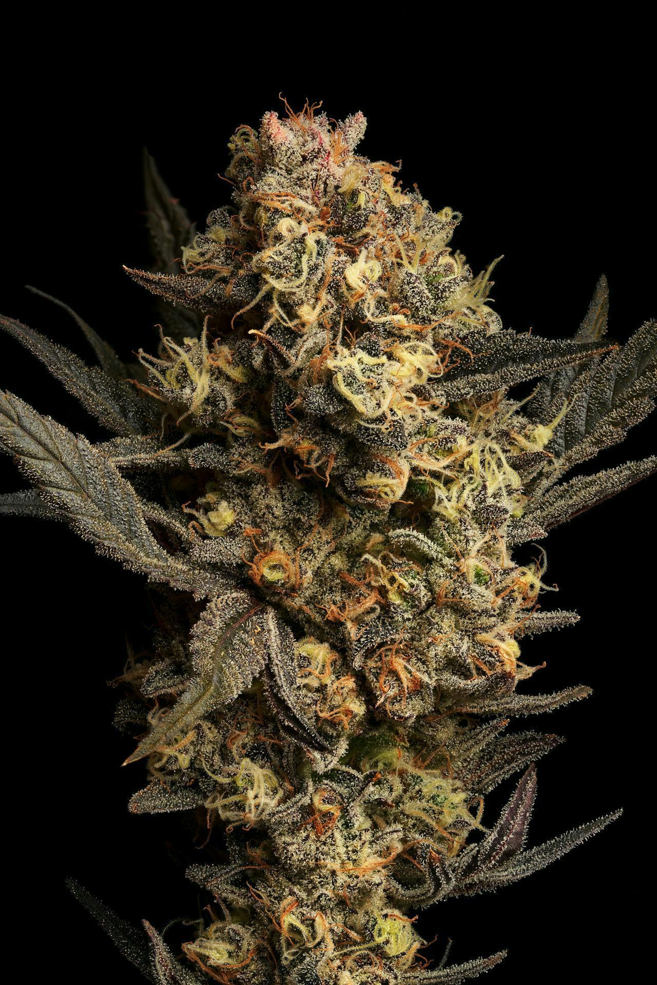 GDF: Flower | GovernMint Oasis | 3.5g by Good Day Farm