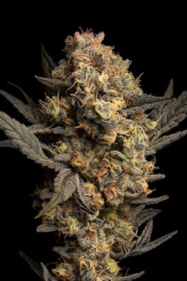 GDF: Flower | GovernMint Oasis | 3.5g