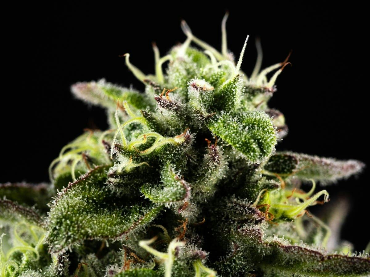 GDF: Flower | ICC x AM | 3.5g