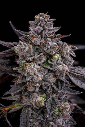 GDF: Flower | Jokerz #53 | 3.5g