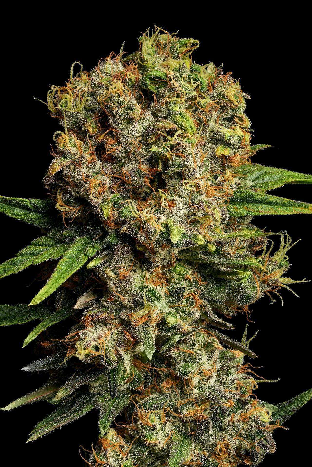 GDF: Flower | Mango Mintality | 3.5g by Good Day Farm