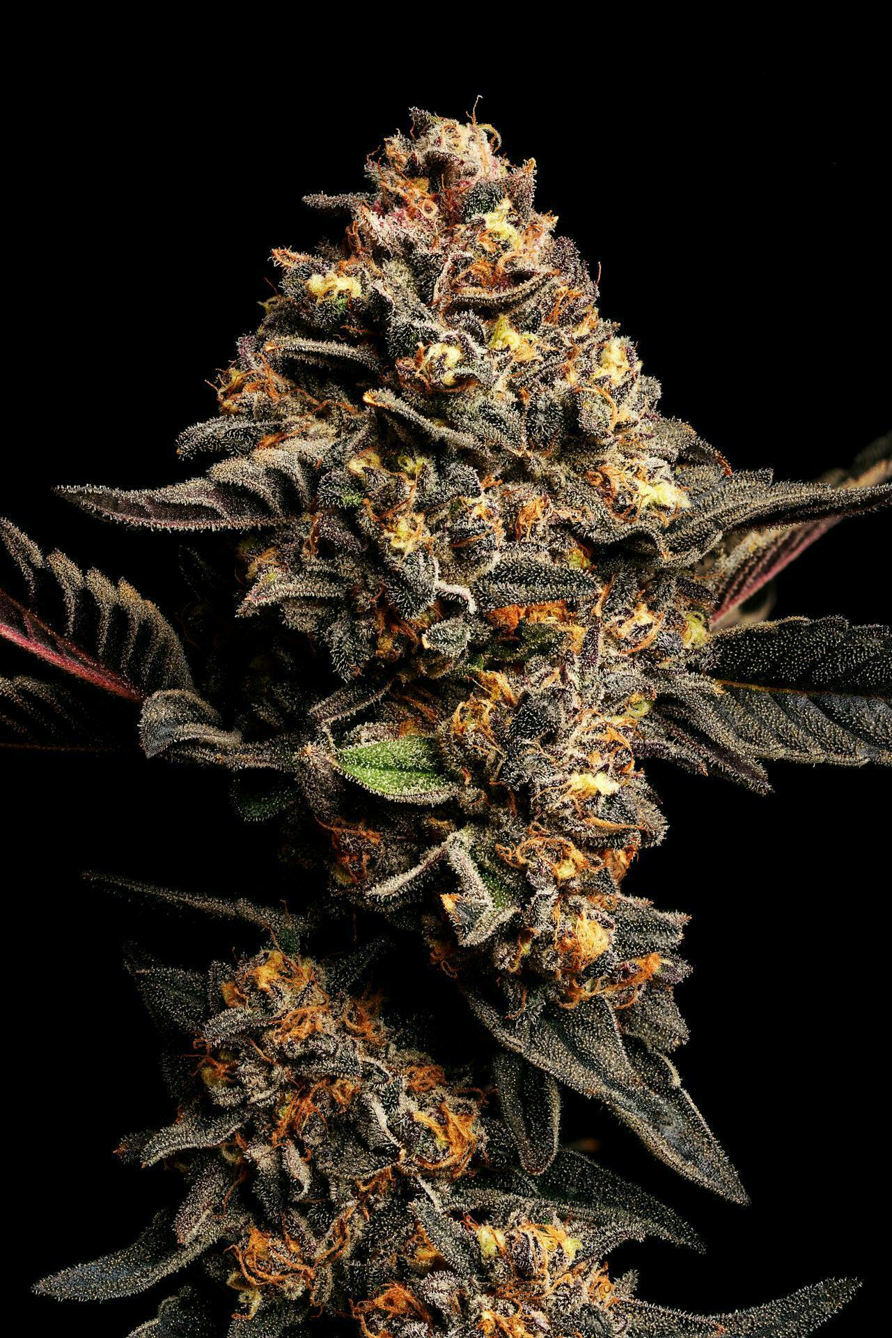 GDF: Flower | Pinnacle | 3.5g by Good Day Farm