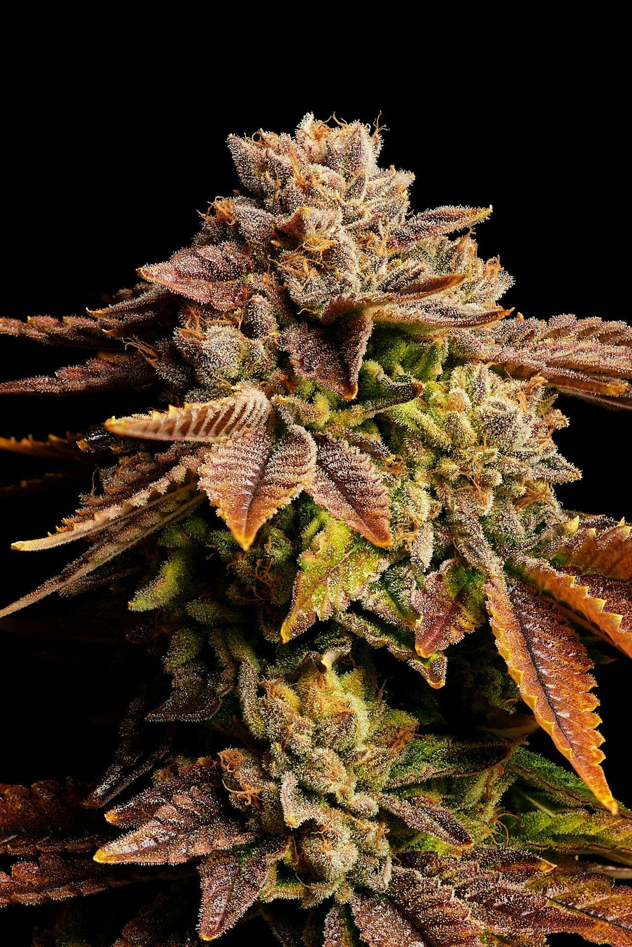 GDF: Flower | Rainbow Belts | 3.5g by Good Day Farm