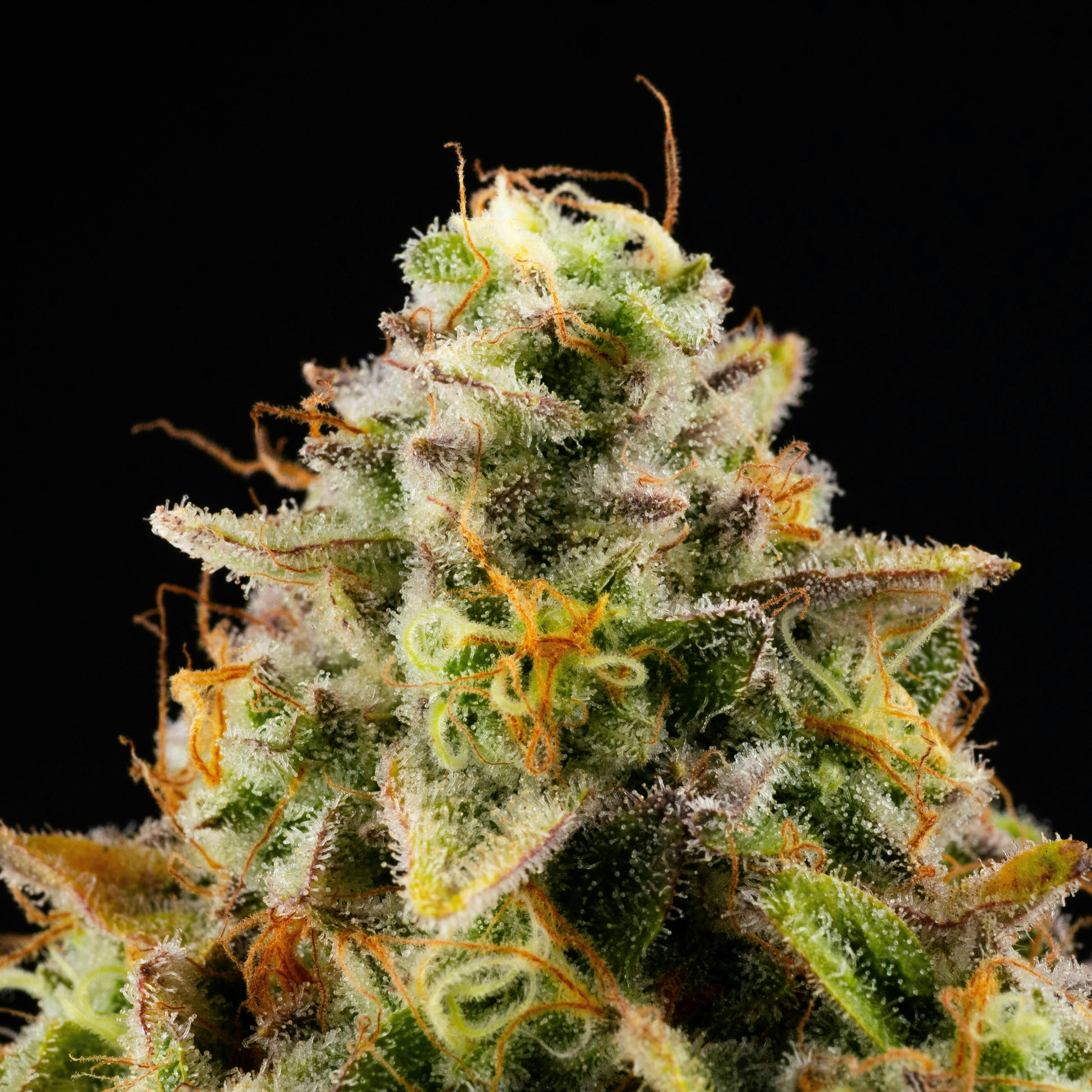 GDF: Flower | Vellatello | 3.5g by Good Day Farm