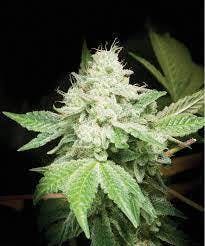 Gorilla Glue #4 at Lake Smoke Farm