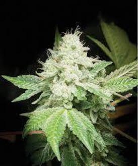 Gorilla Glue #4