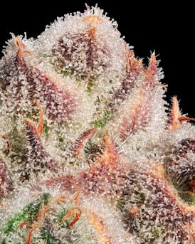 Papaya Bomb