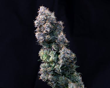 Fresh - Citradelic Sunset