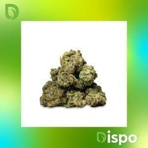 Dispo | Buds | Black Sherbert -14g by Dispo