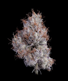 Premium Flower | Blue Zushi