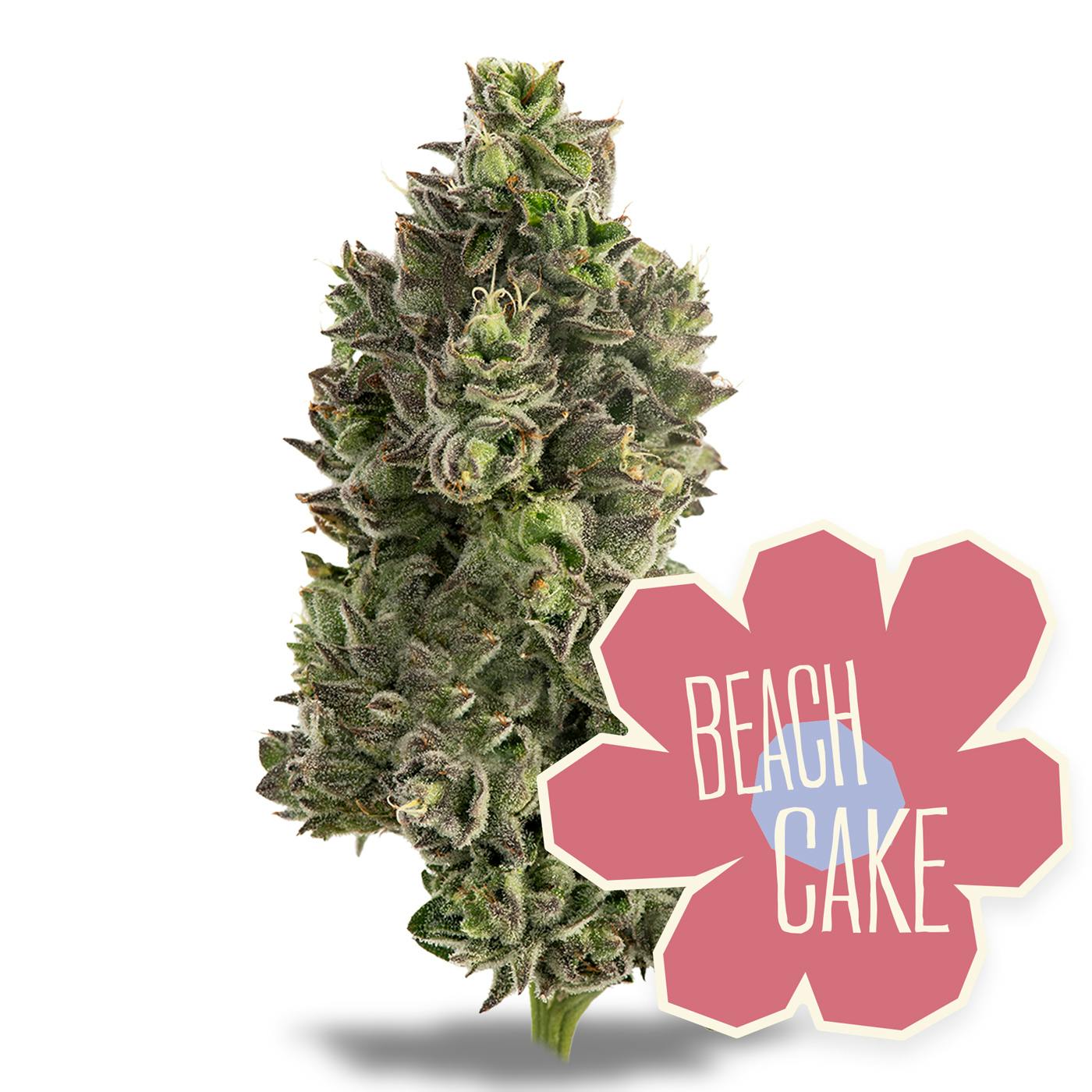 Beach Cake Flower 3.5g