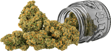 Jack | 3.5g | Top Shelf Cultivation