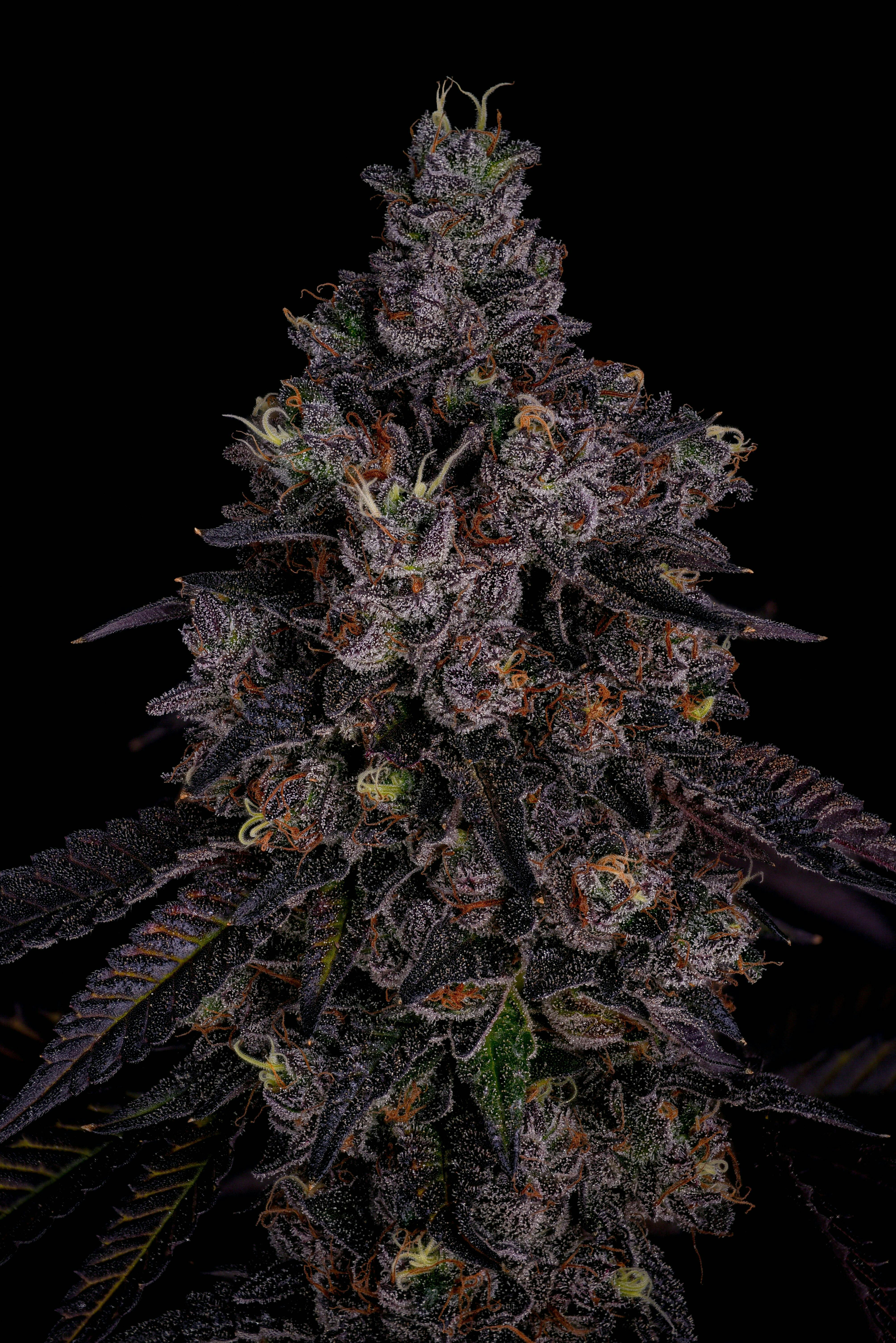 GDF: Flower | Dunk Contest #2 | 3.5g by Good Day Farm
