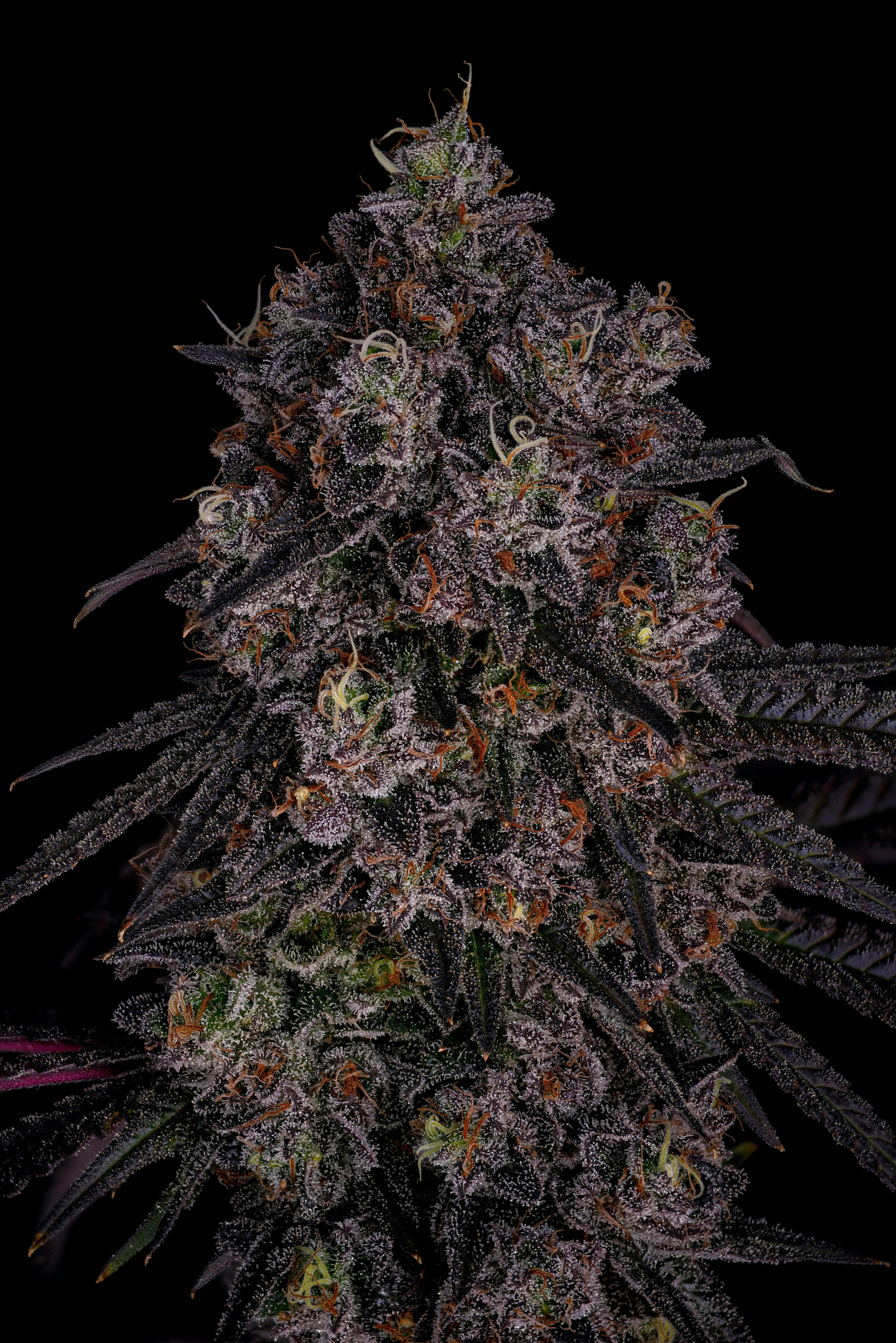 GDF: Flower | Honeycomb Pave #5 | 3.5g by Good Day Farm