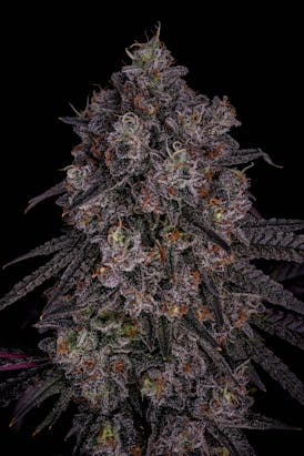 GDF: Flower | Honeycomb Pave #5 | 3.5g