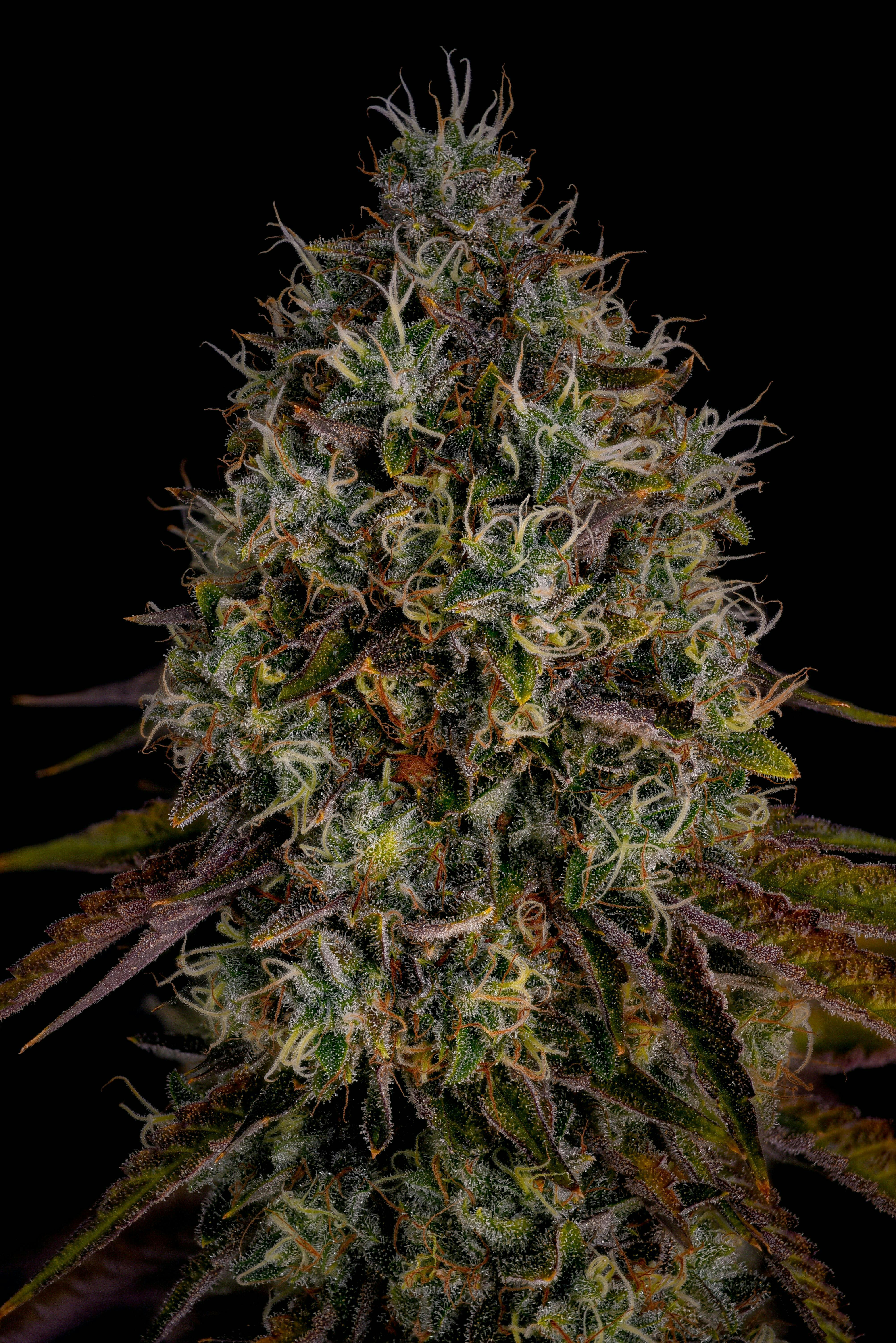 GDF: Flower | Malibu Mirage | 3.5g by Good Day Farm