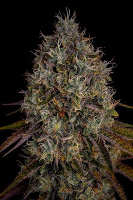 GDF: Flower | Malibu Mirage | 3.5g