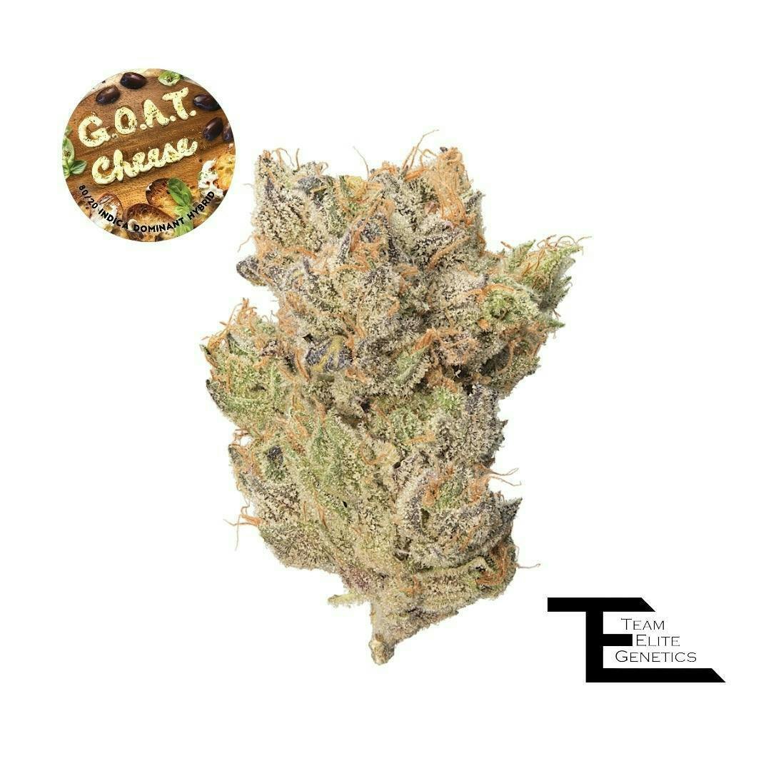 Team Elite Genetics: G.o.a.t. Cheese