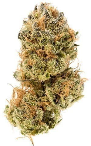 Modern Flower | Hybrid | Big Buds | 14g by Modern Flower