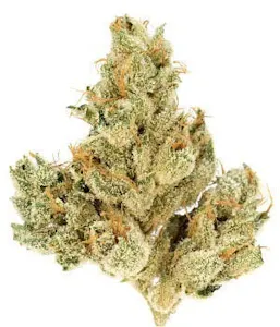 MODERN FLOWER - SHERBETTY 3.5G - Hybrid