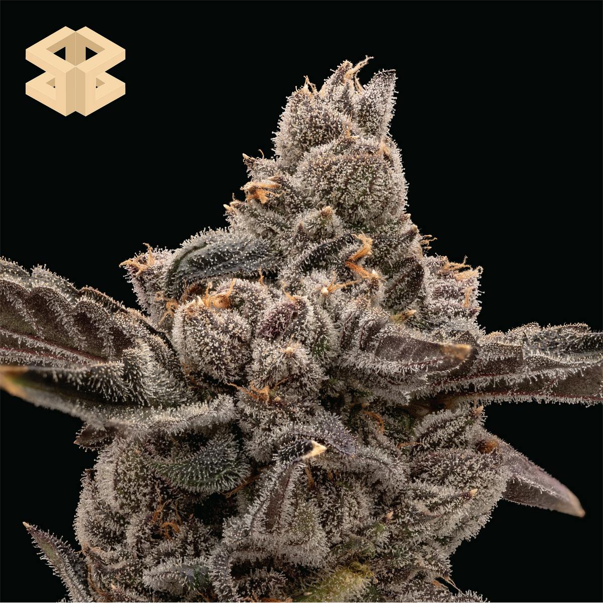 Burly Botanicals | Bag of Berriez #640 | Deli - Flower