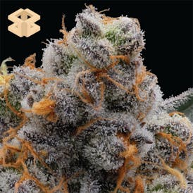 Burly Botanicals | Platinum Scout #19 | Flower