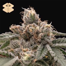 Burly Botanicals | Paw Paw #31 | Flower