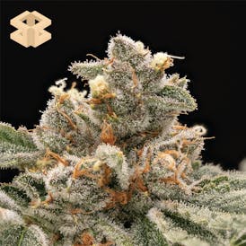 Burly Botanicals | Ground Beef #28 | Flower