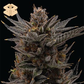Burly Botanicals | 10th Planet R1 #7 | Flower