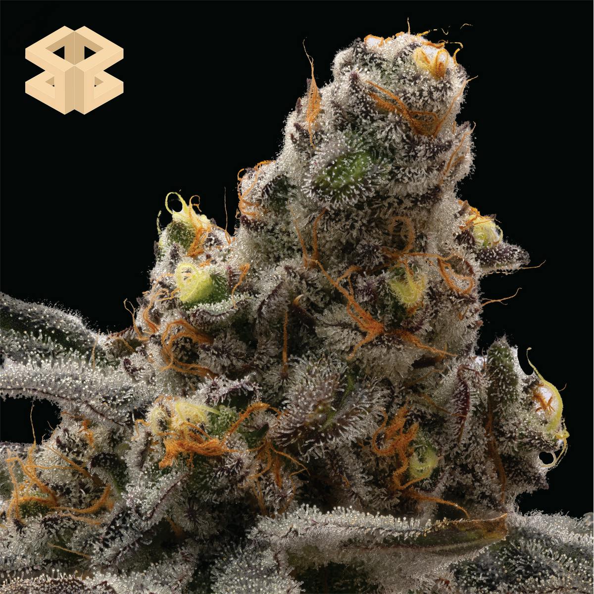 Burly Botanicals | Lipsmacker #4 | Flower