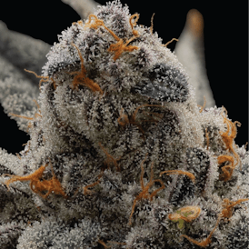 Burly Botanicals | (Warheads x Maitai #4) #3 | Flower