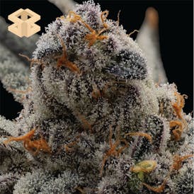 Burly Botanicals | (Warheads x Maitai #4) #13 | Flower