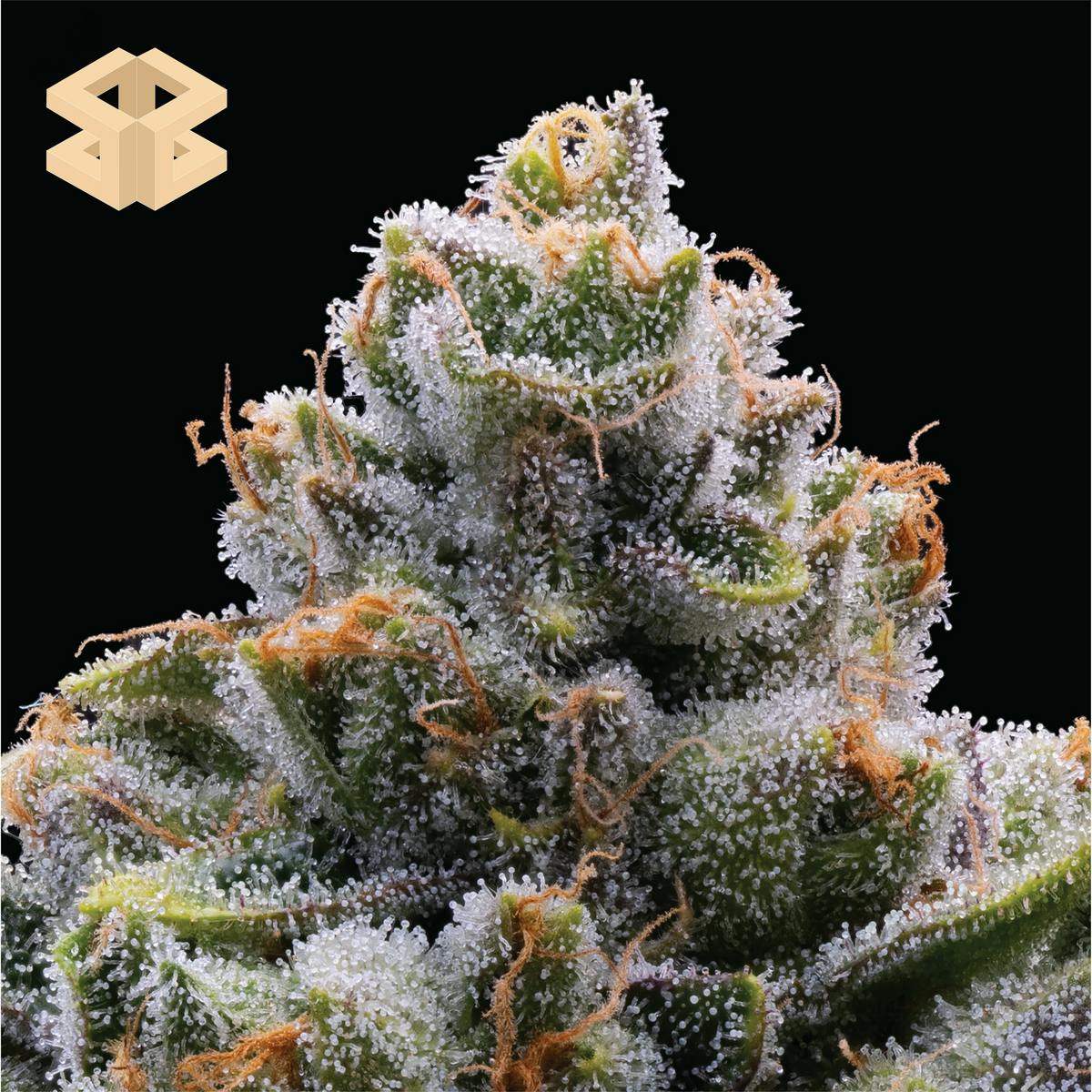 Burly Botanicals | Bootylicious #1 | Deli - Flower