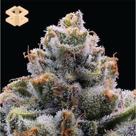 Burly Botanicals | Bootylicious #1 | Flower