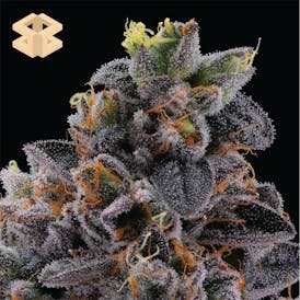 Burly Botanicals | Snowflake Syrup #7 | Flower