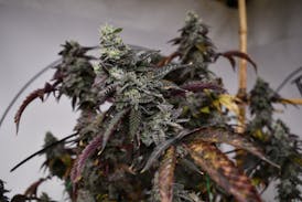GMO Small Bud