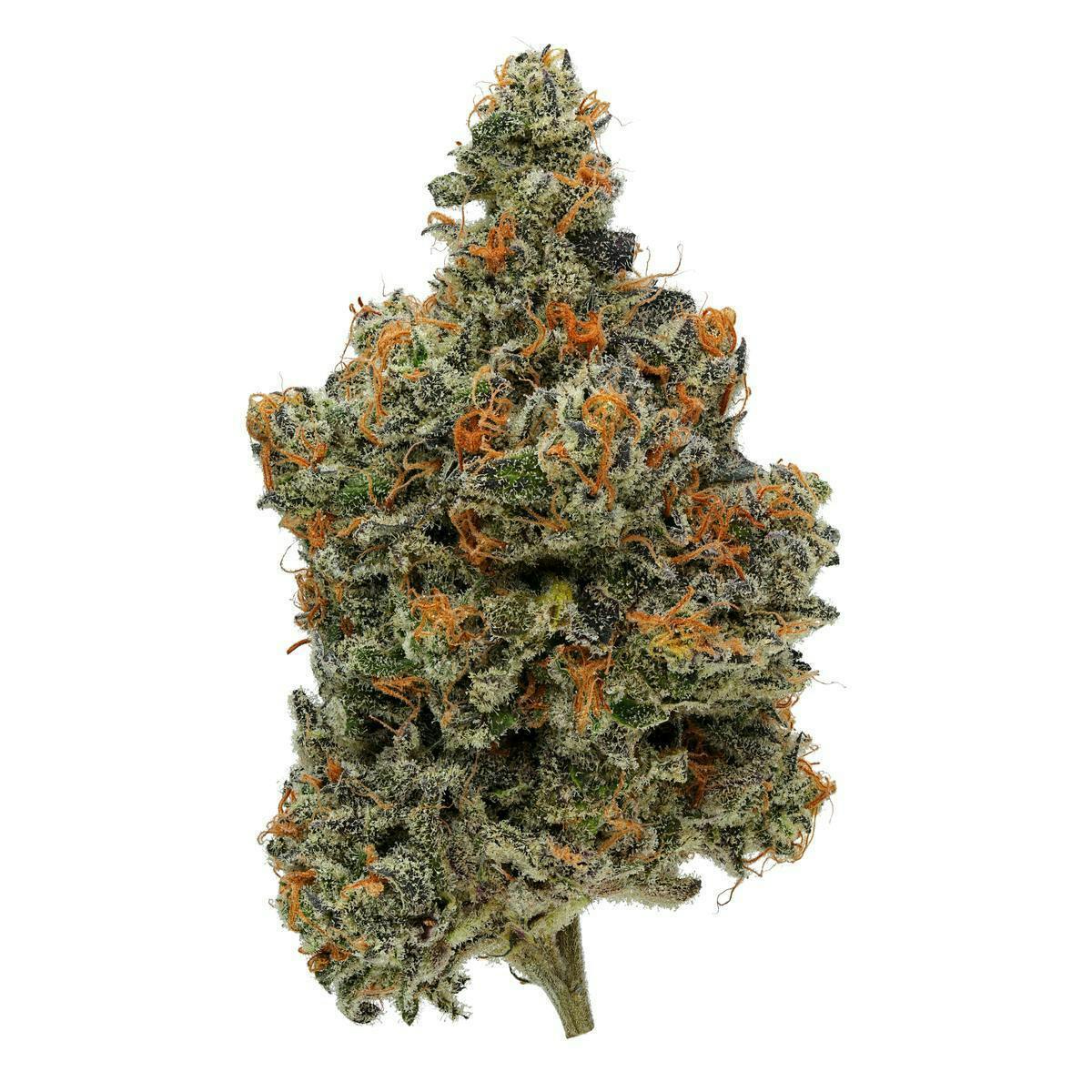 Fig Farms | Lucid Blue | Big Buds