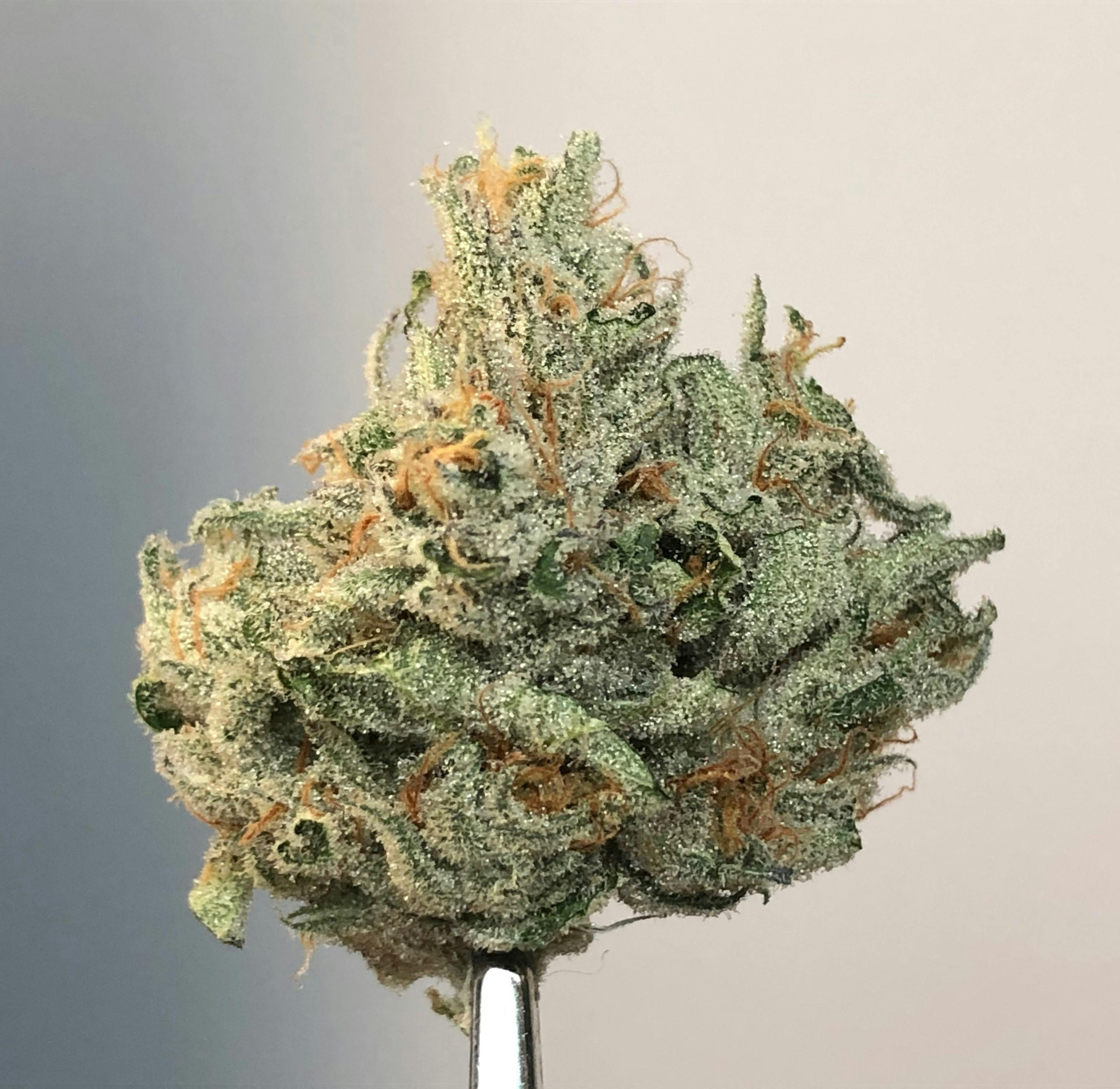 Quantum Kush .5g - 20 Pack - BAM Alaska