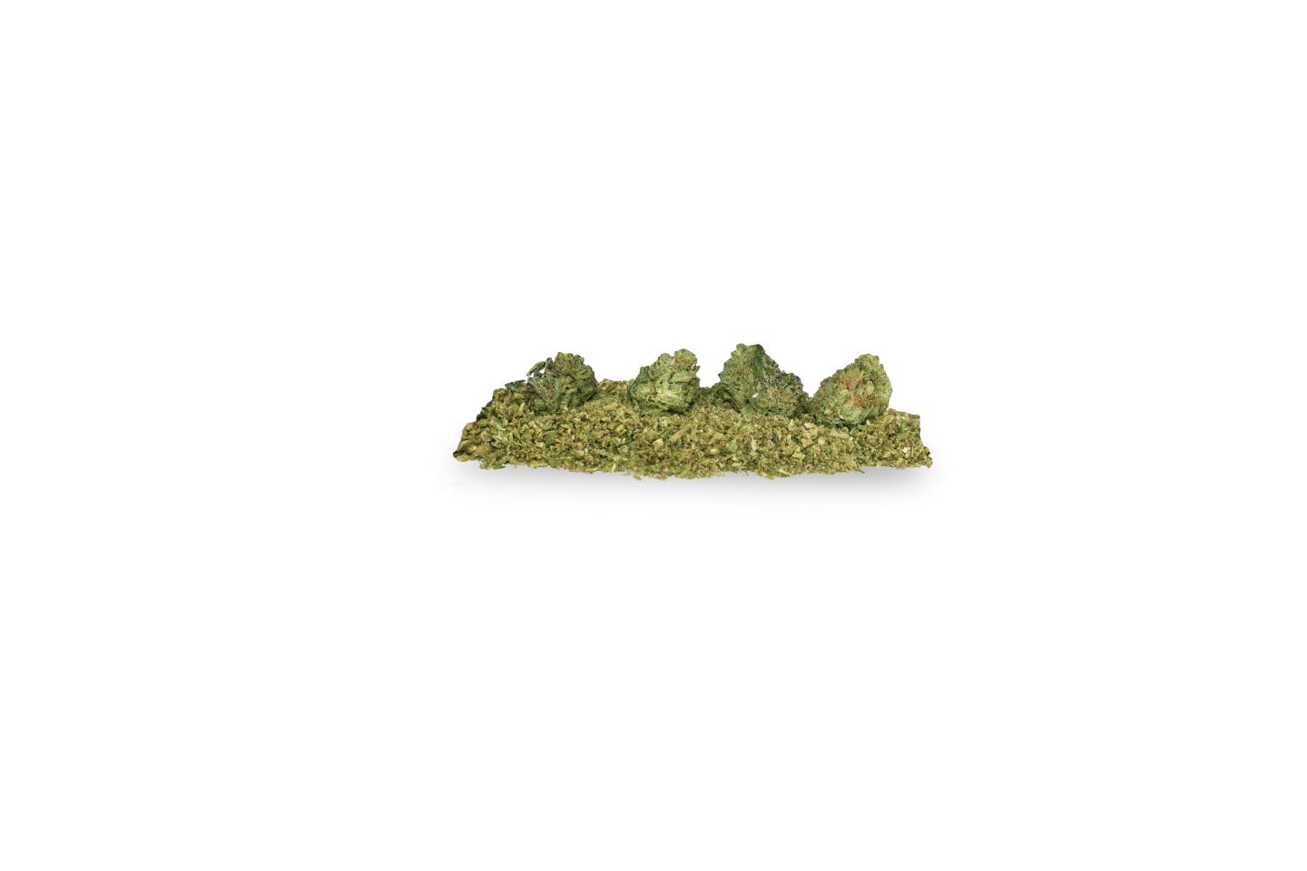 BRITE Pre-Ground — H - Governmint Oasis