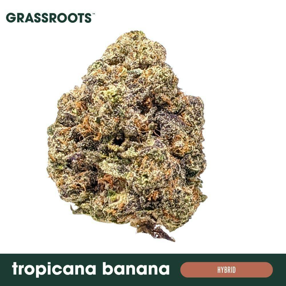 Tropicana Banana Flower by Grassroots