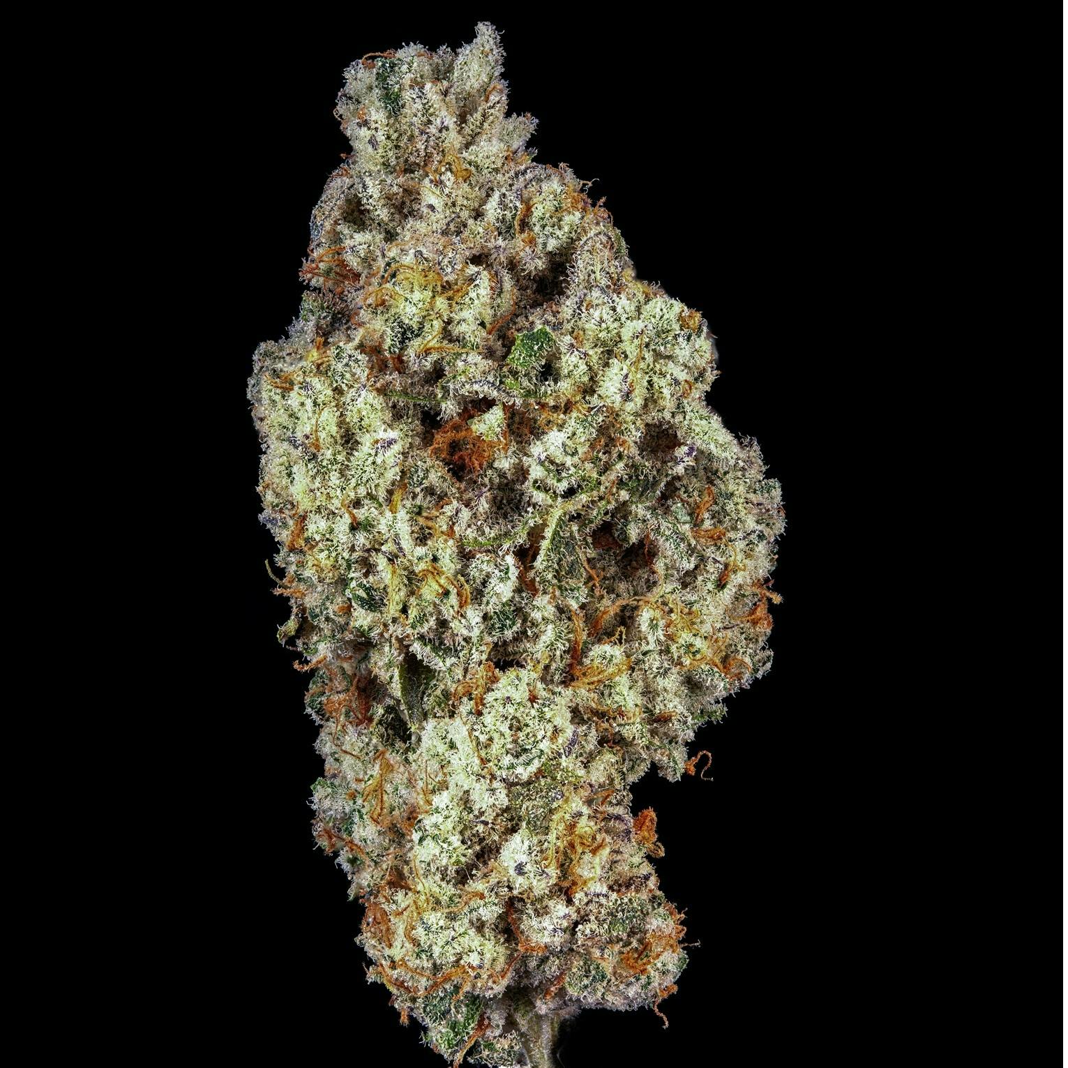 Jungle Pie Flower